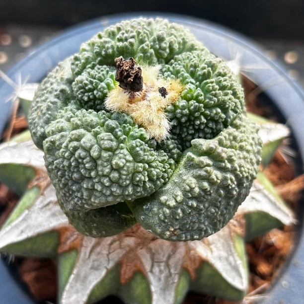 园艺仙人球/牡丹/大尤象肌连山/b62