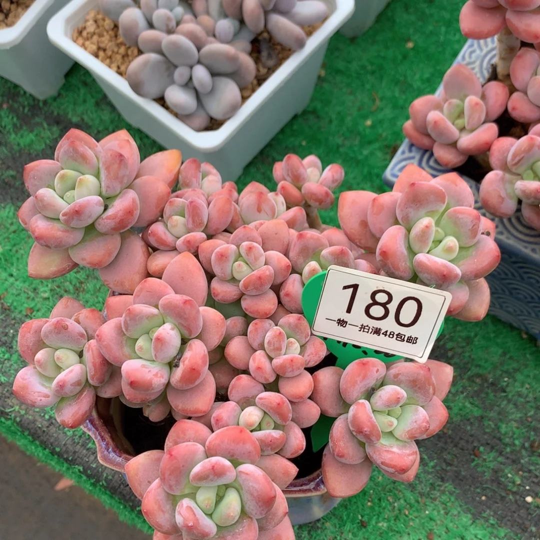 红洛神无砍老桩平头180