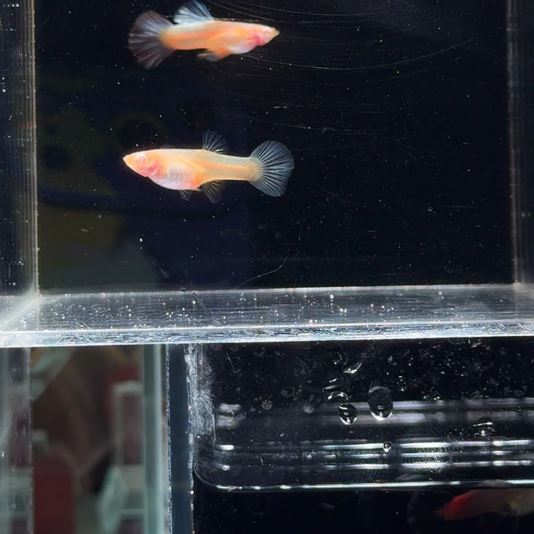 孔雀鱼红尘压成一对2月