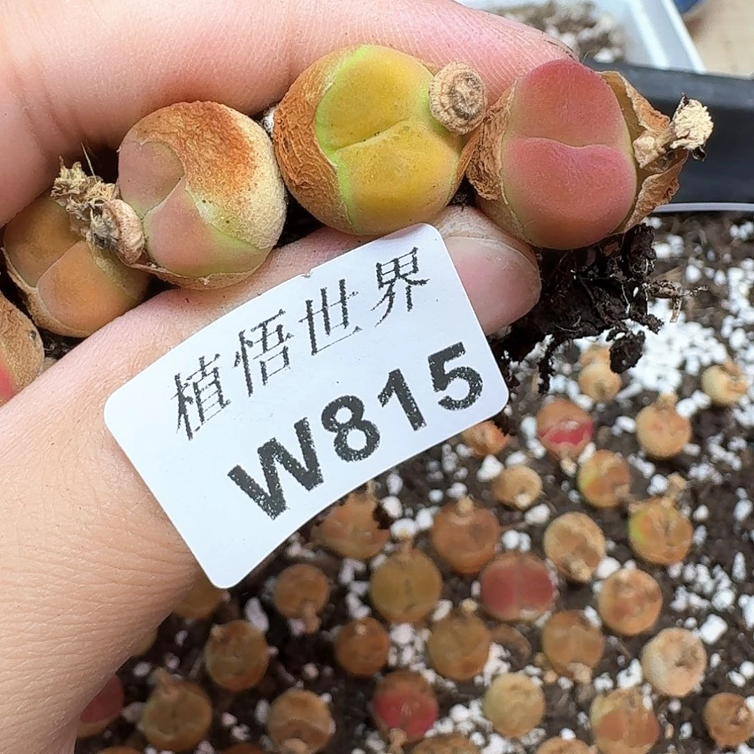 多肉植物的润泽额c