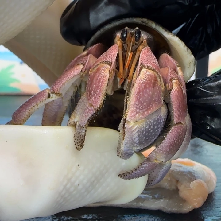 A43粉色 灰白2.3cm口径