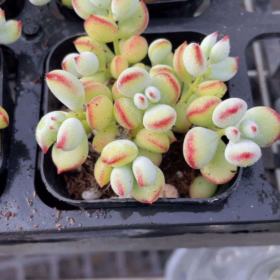 达摩福娘多肉9.9包邮发货