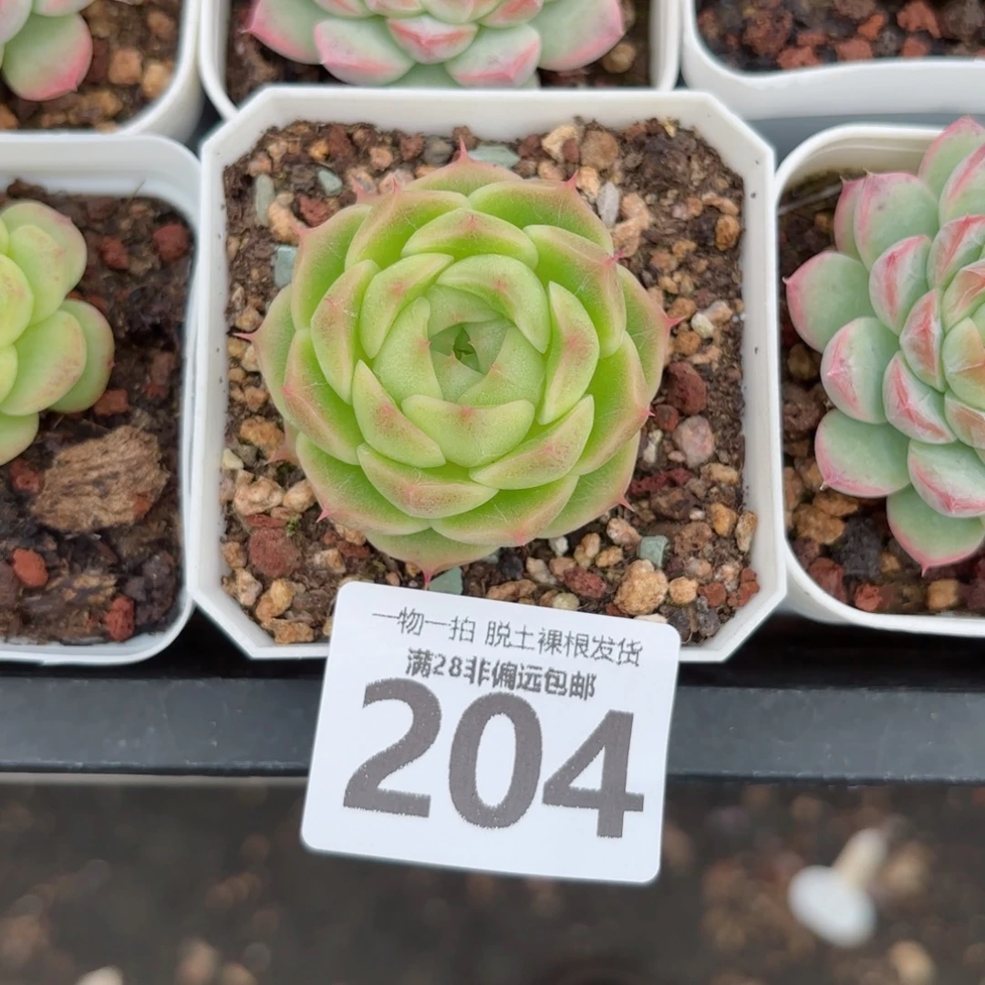 阿祖珍妮无盆土发货