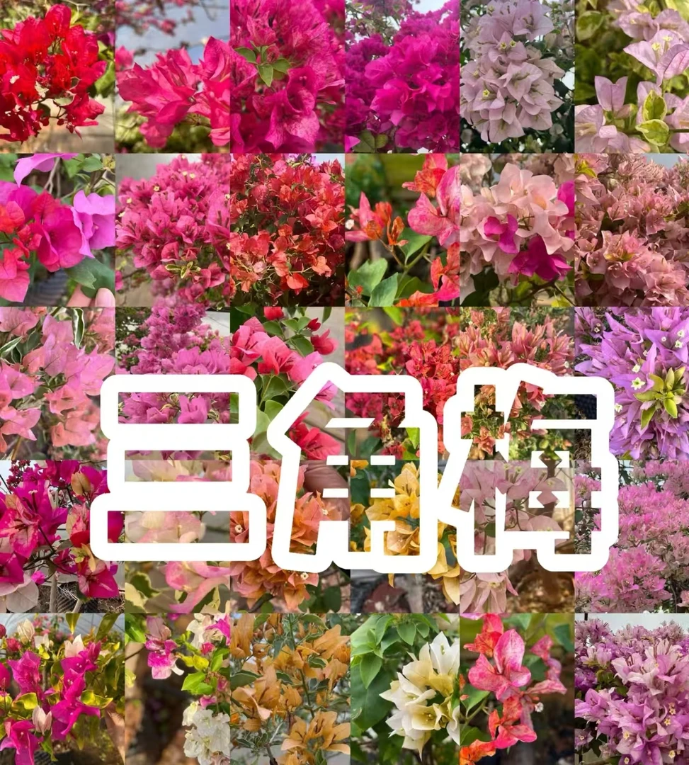 扦插枝条1份【品种随机不指定，无根系，无售后】