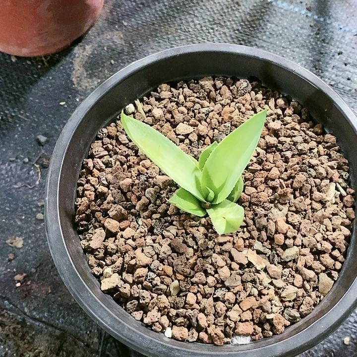 【闪购商品】无花朵东****家龙舌兰绿荷ucb