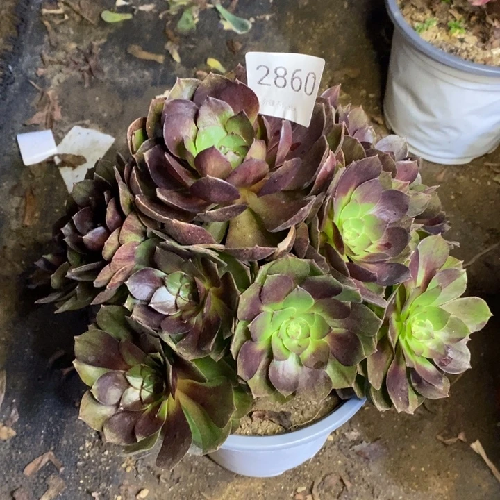 黑膜多肉断头不包2830