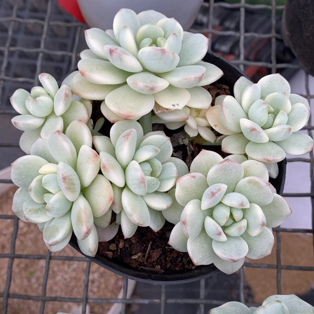 香草锦非偏远包邮