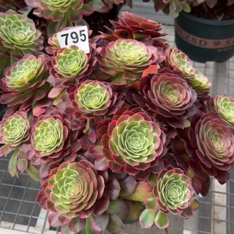 795莲花25厘米左右朵朵