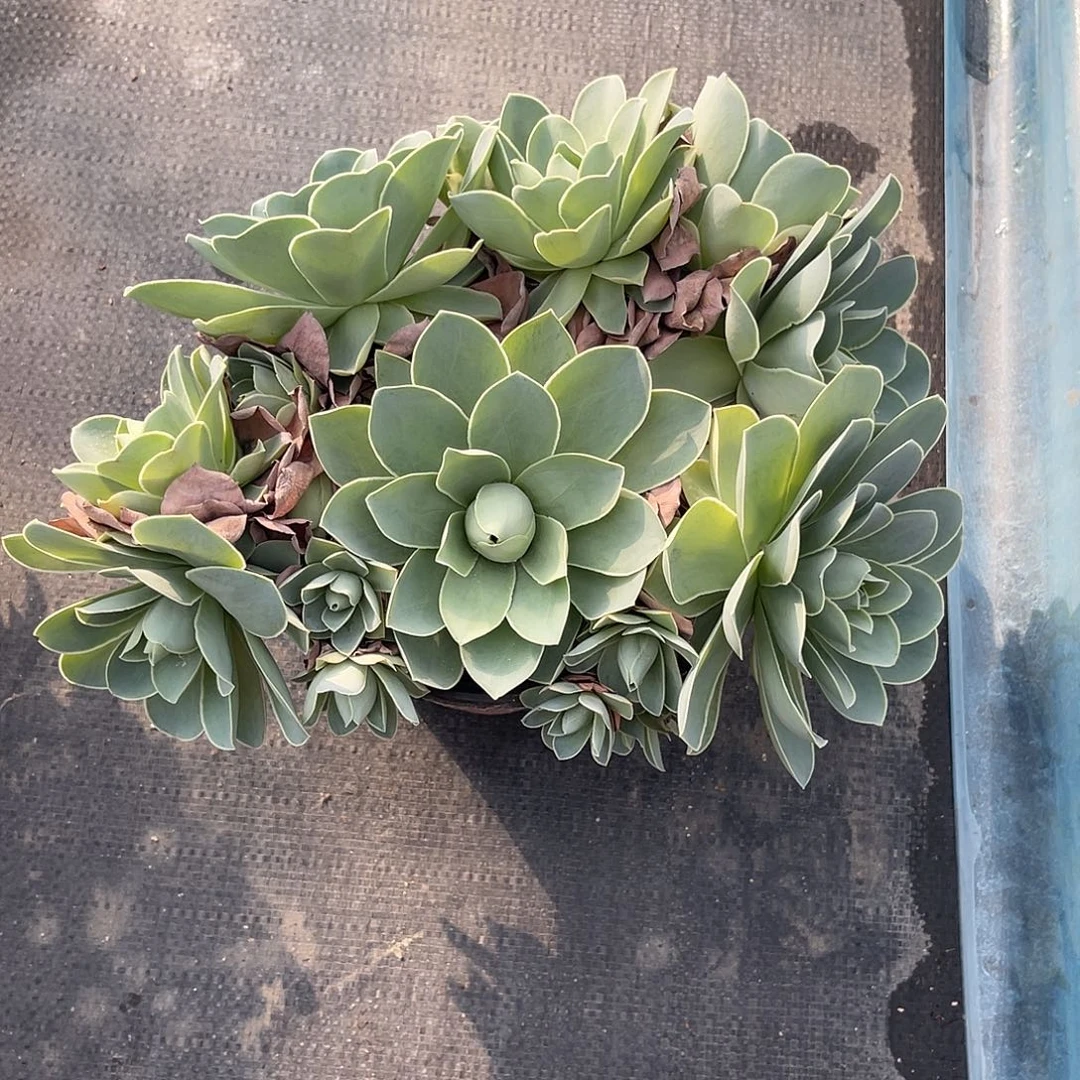 一物一拍拖土发货，不包断侧芽