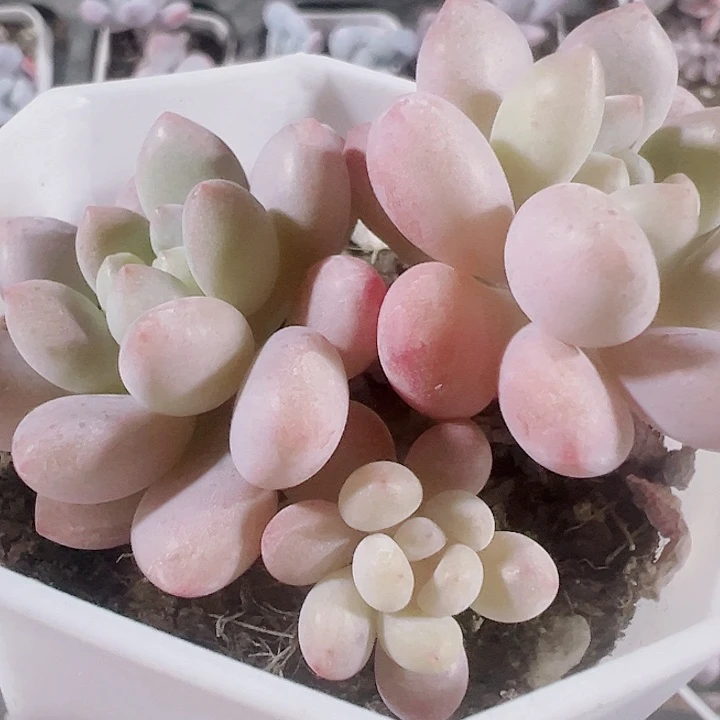 洛可可精品多肉植物