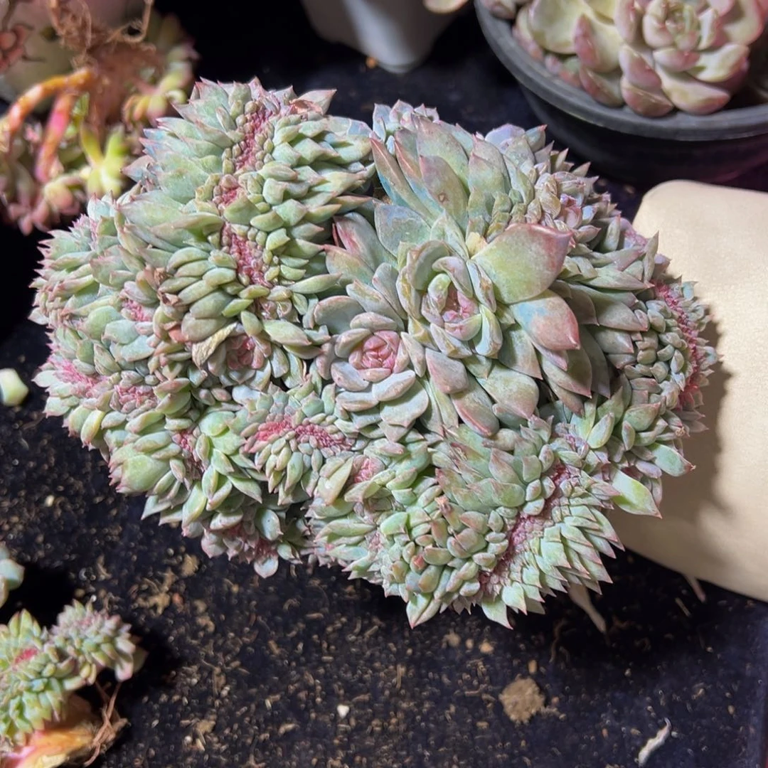 喵****水蜜桃冰魄缀微瑕