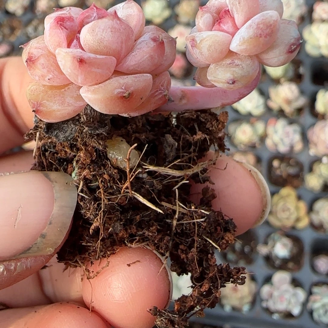 多肉小卡拉米糖心一物一拍