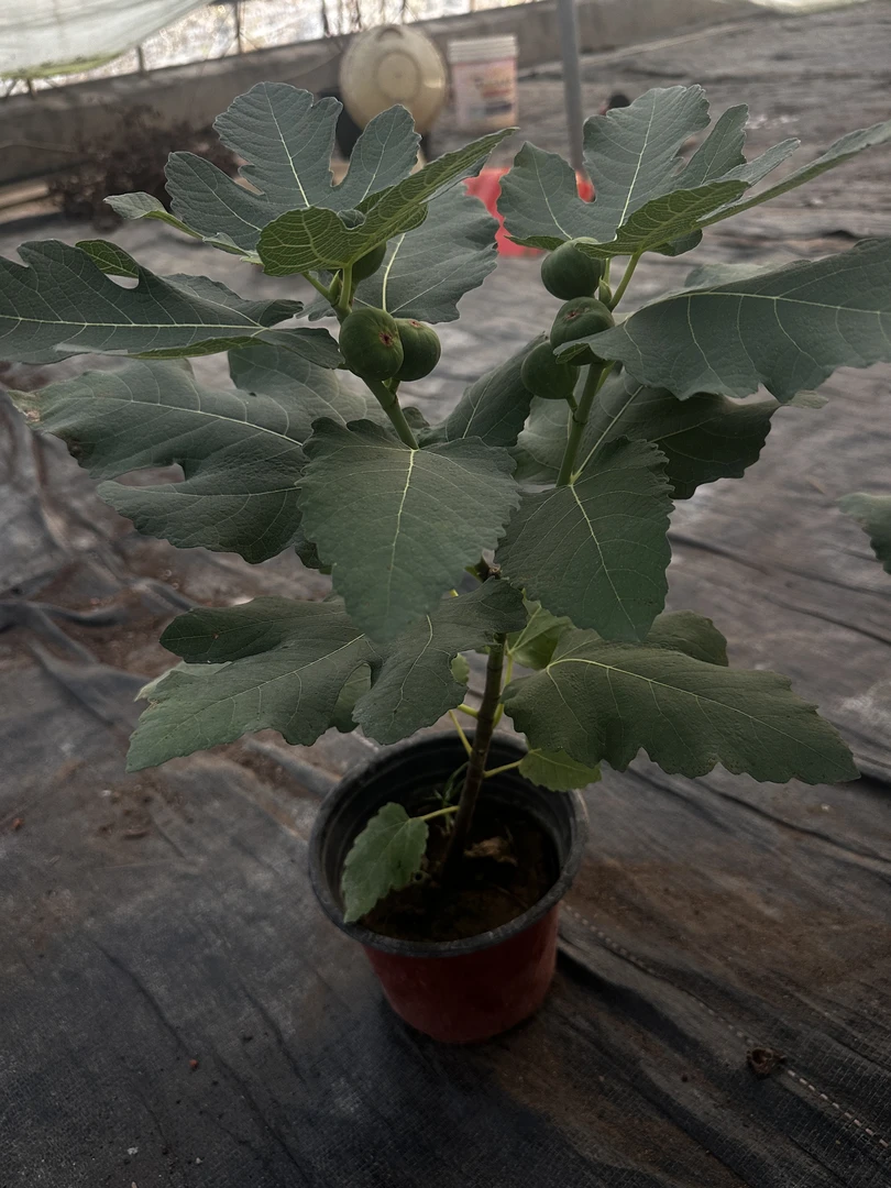 无花果苗带果发货盆栽全年多次结果耐寒种植