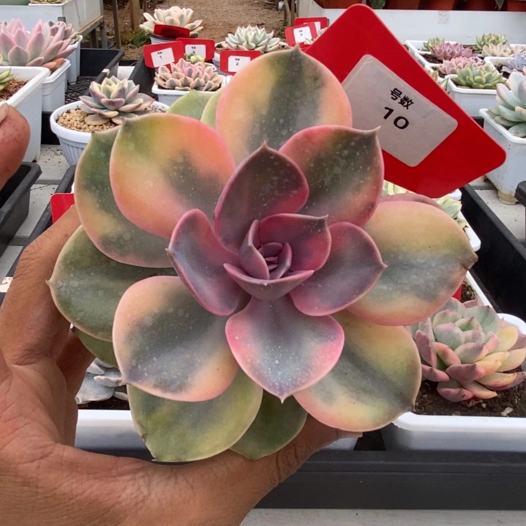 10号彩虹锦多肉植物