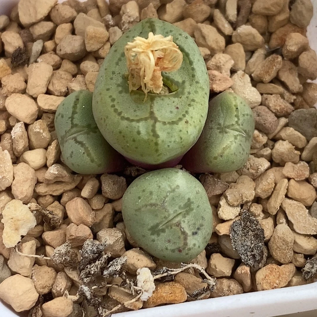 0721直播间一物一拍