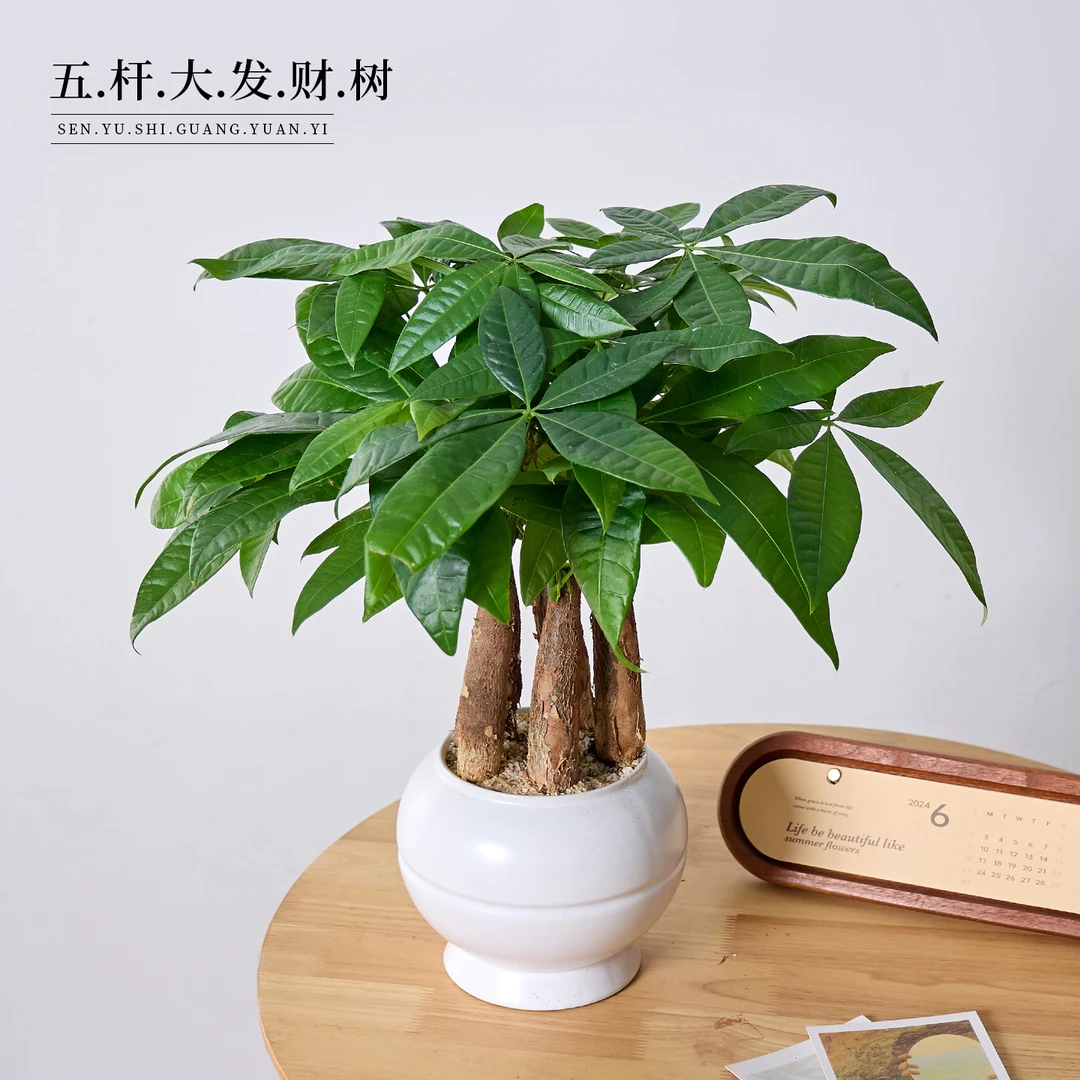 五福发财树室内外绿植客厅盆栽办公室四季常青耐旱好养季节养护
