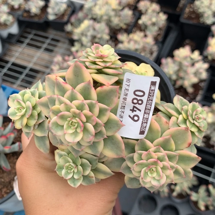 无花朵蜡牡丹锦0849