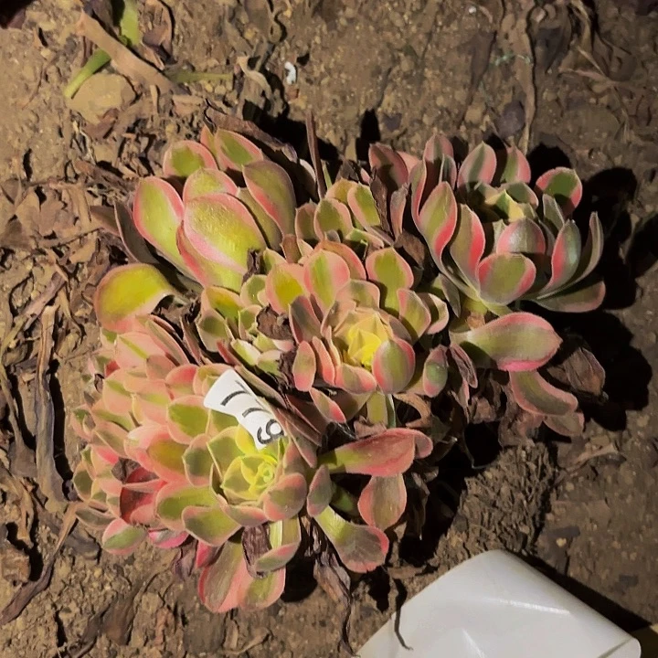 779男神多肉植物不售后