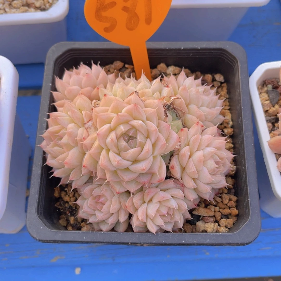 傅*581号多肉植物一物一拍