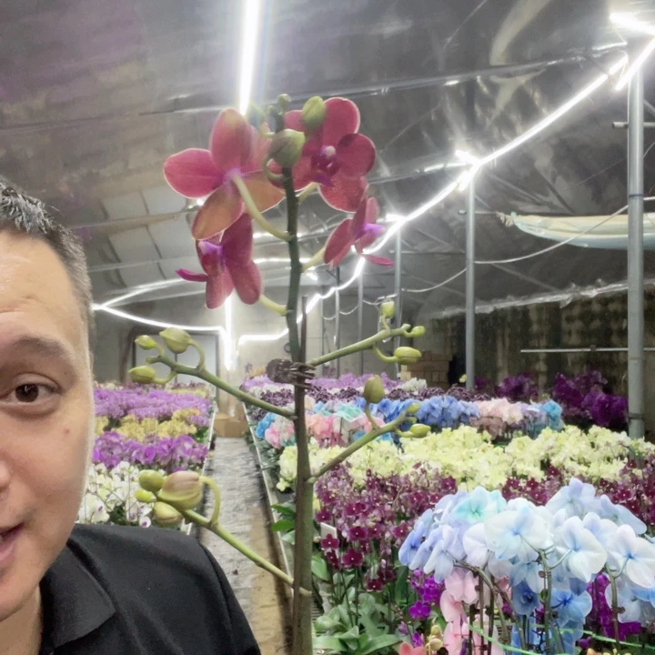 完全开放红色蜡纸花