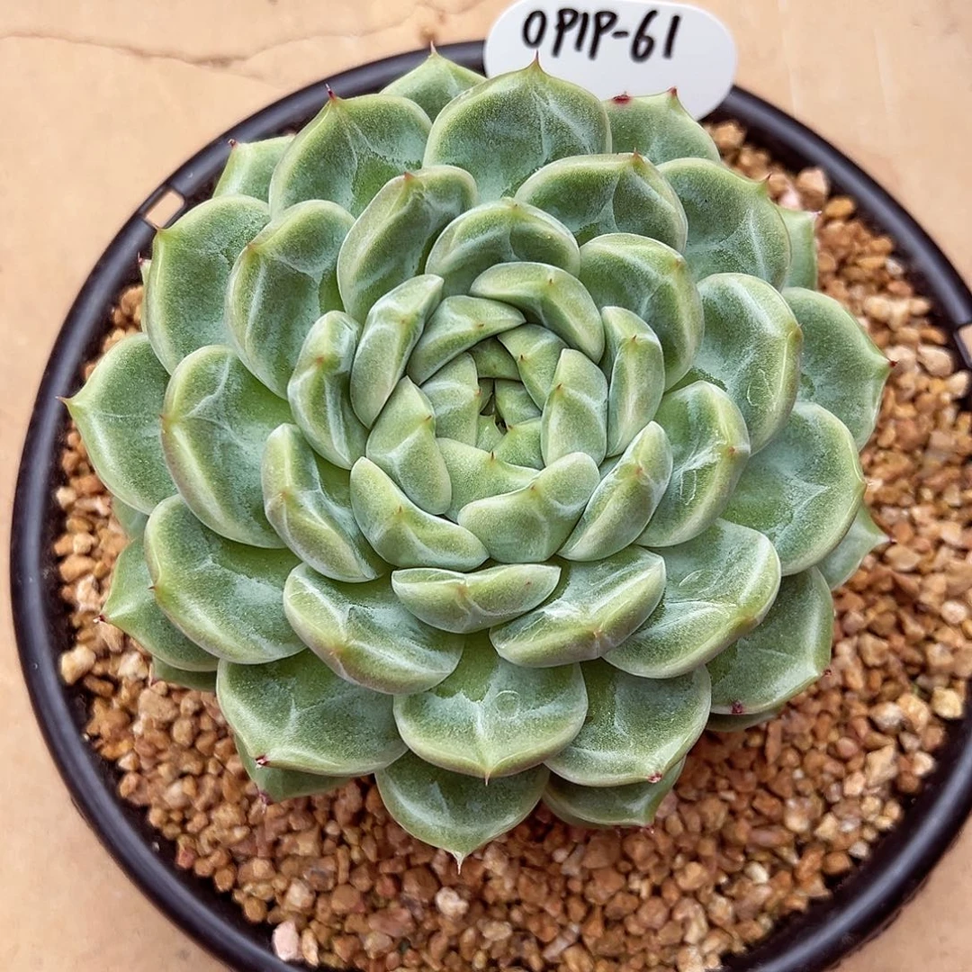 0919-61新品绝绝子