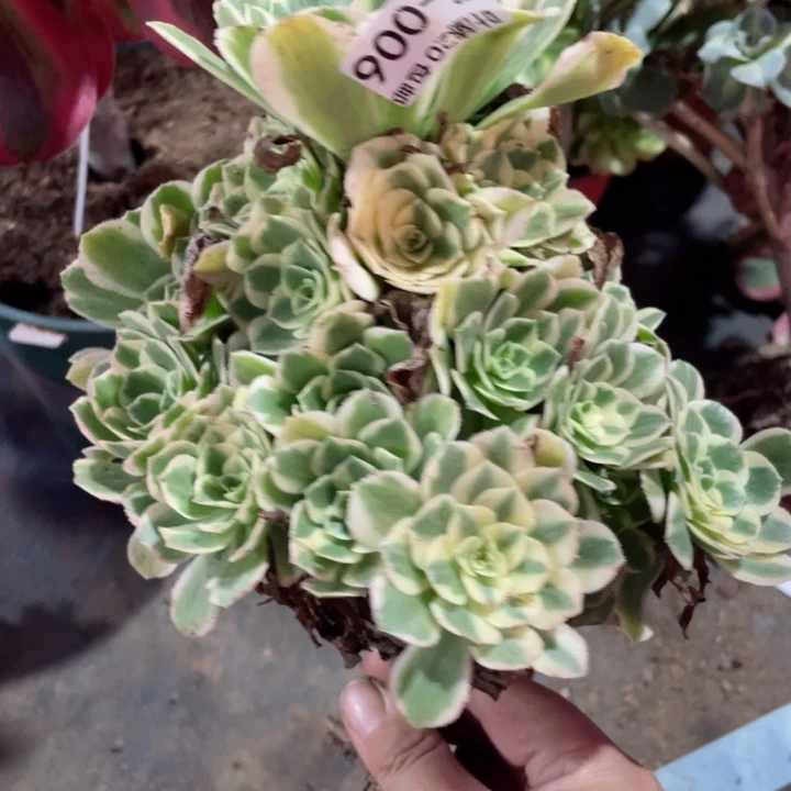 6号迈巴赫多肉1，11345789