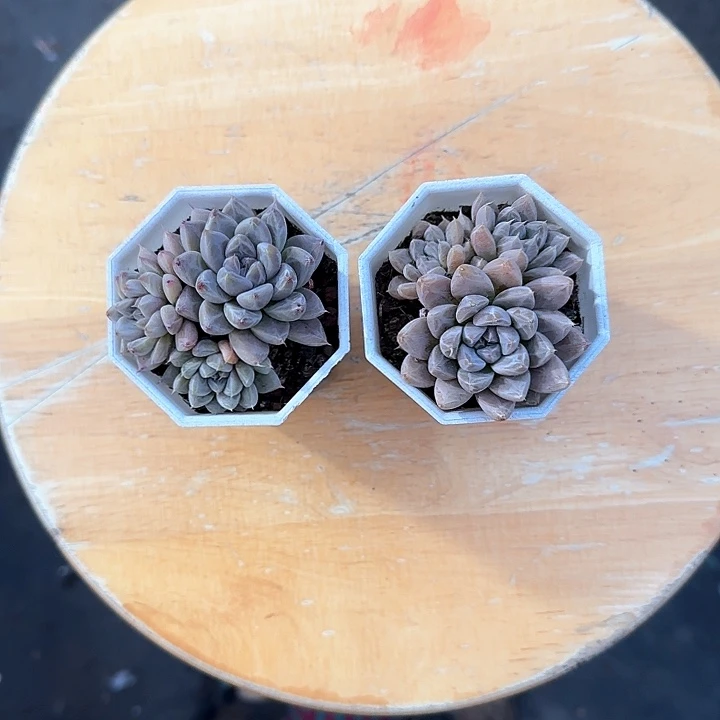 青蛙王子儿童牙膏111