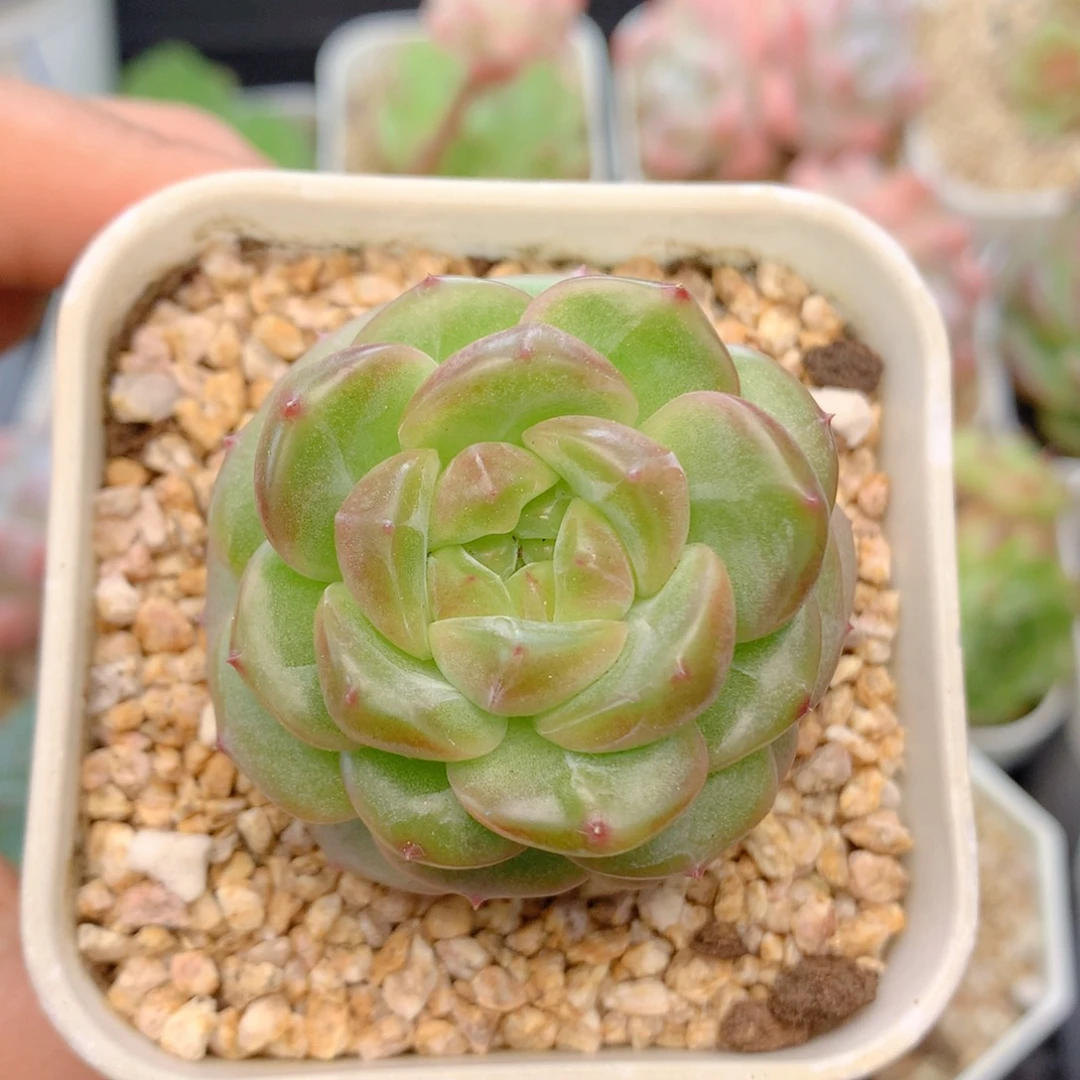 58包邮 群生不包整26