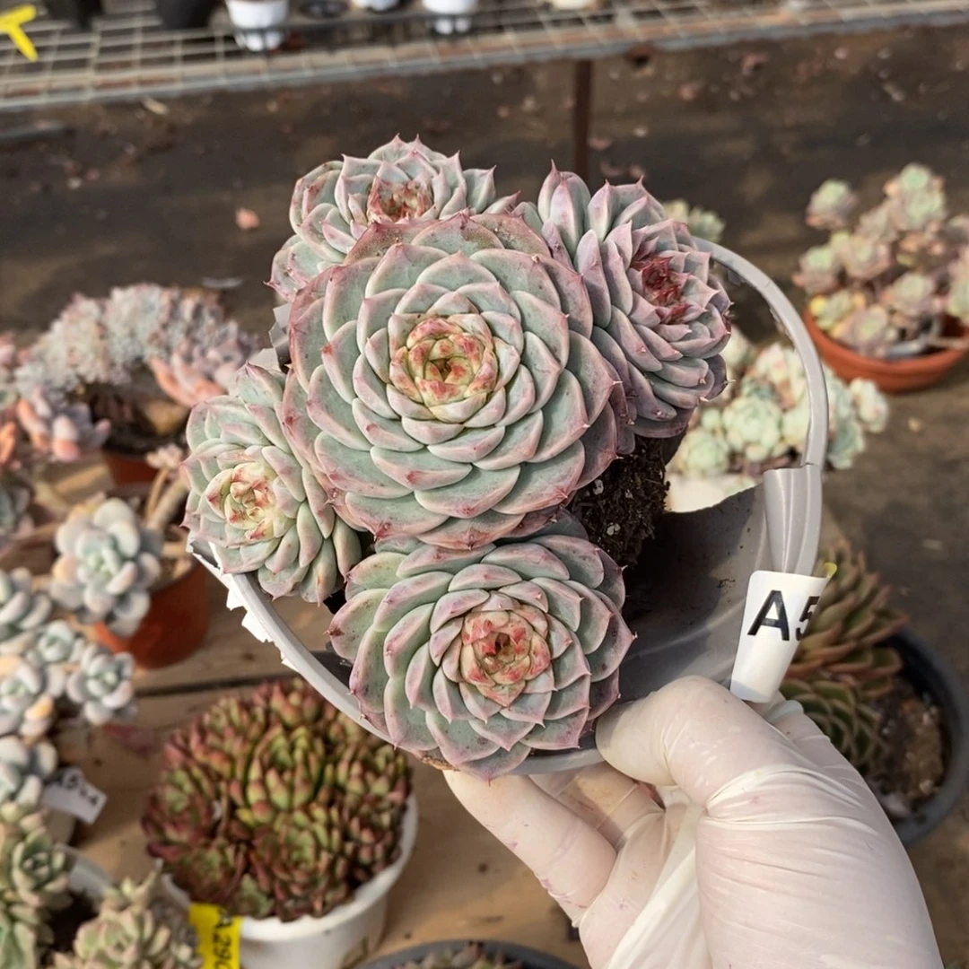 587天鹅绒一物一拍