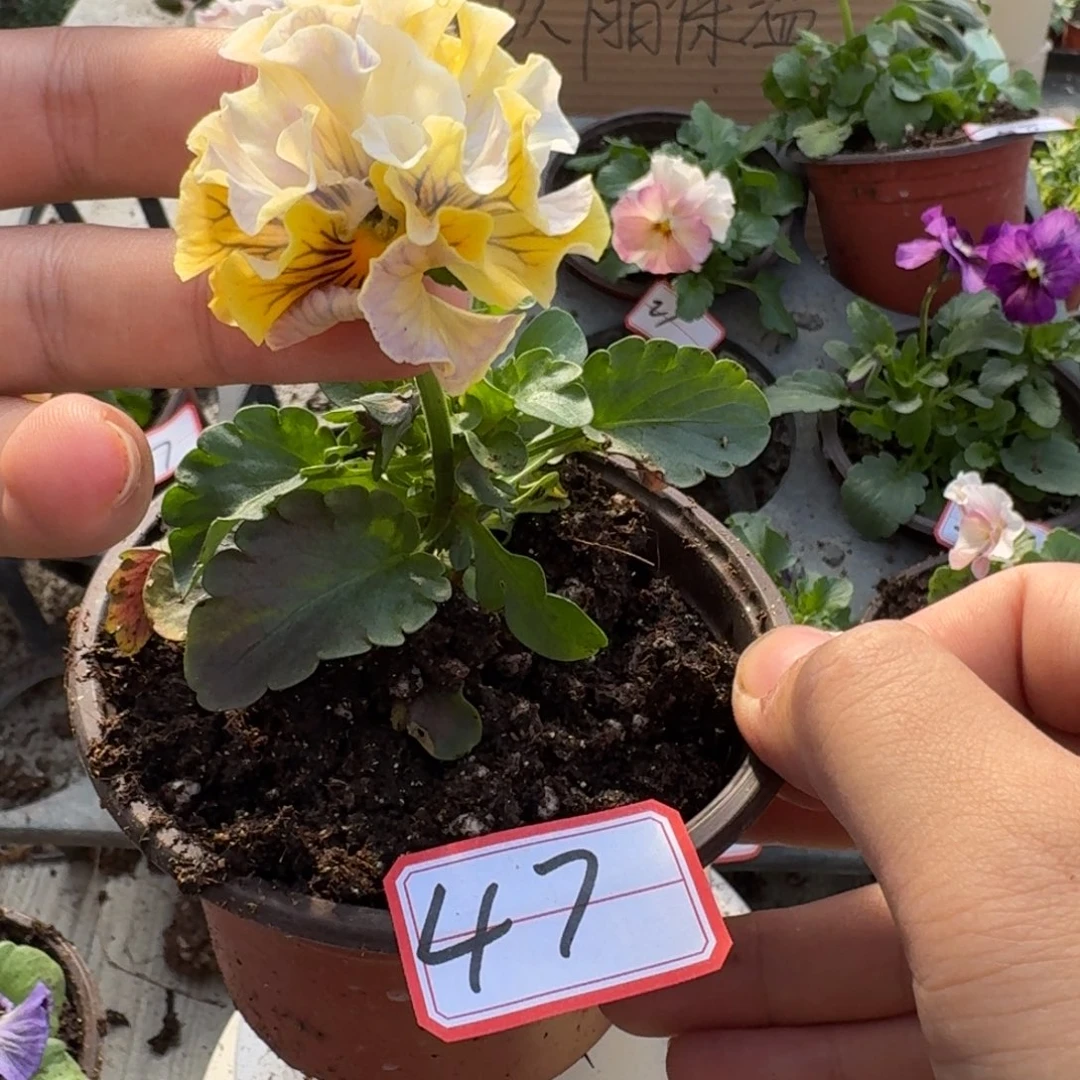 大部分花苞少量开放47
