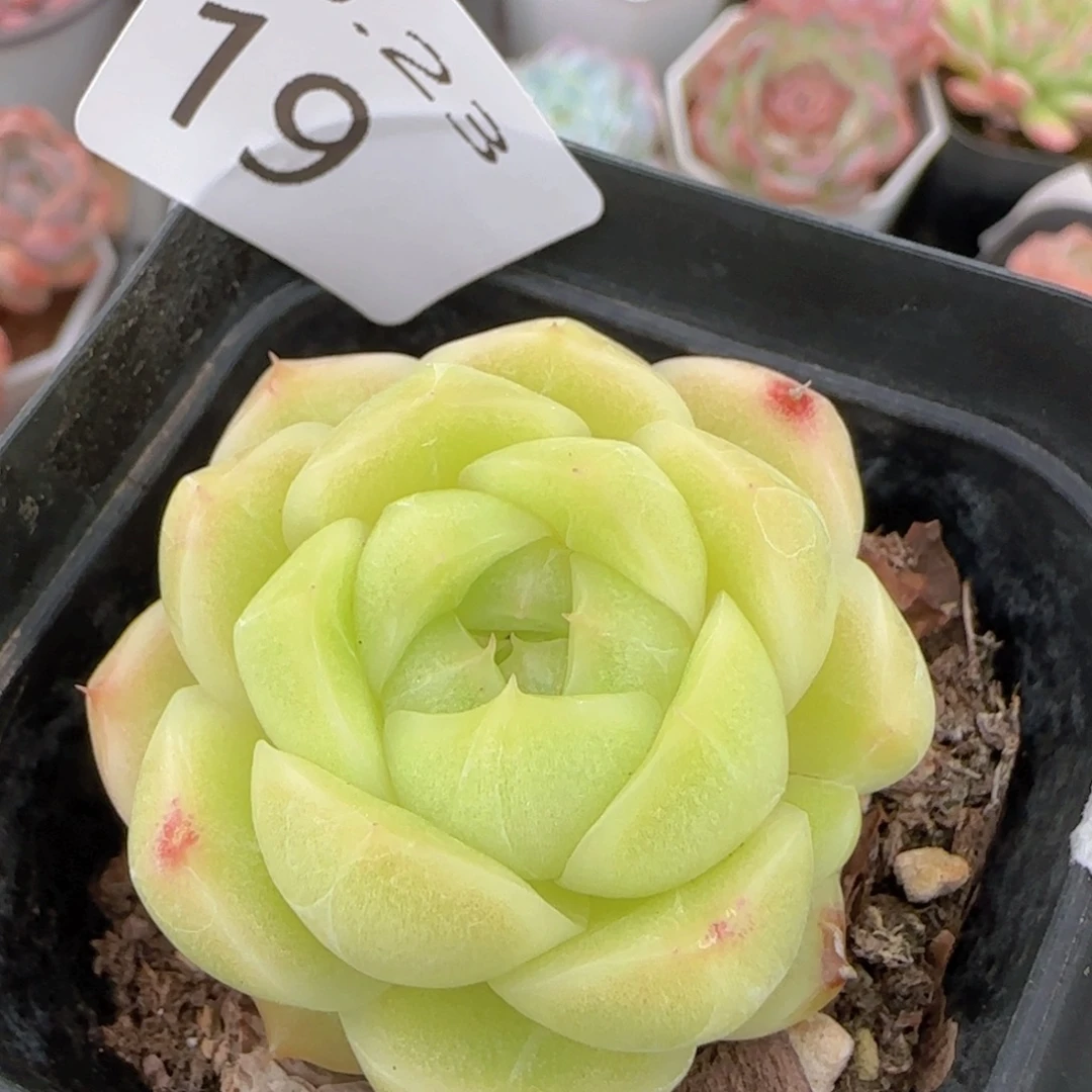 F93-101一颗脱土发货