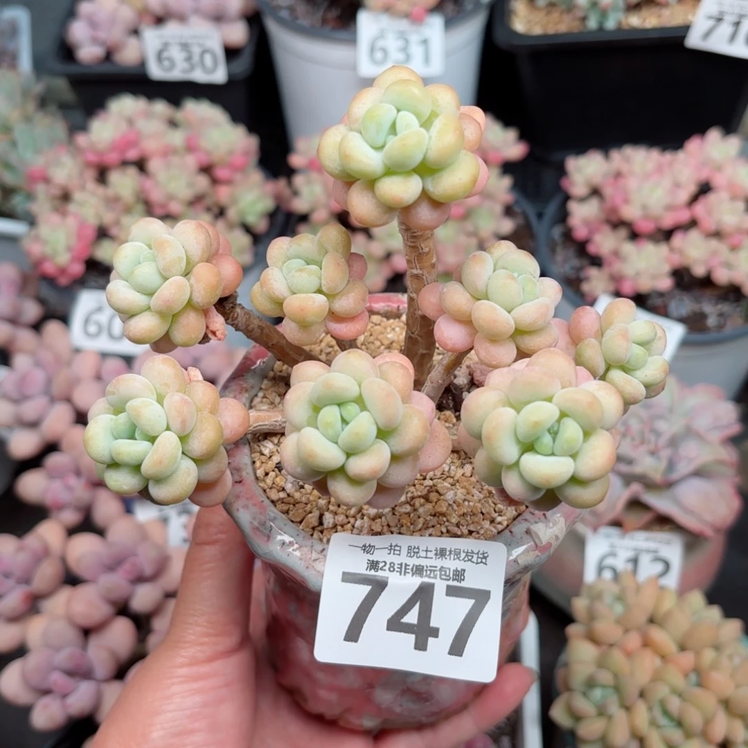 洛可可无盆土发货