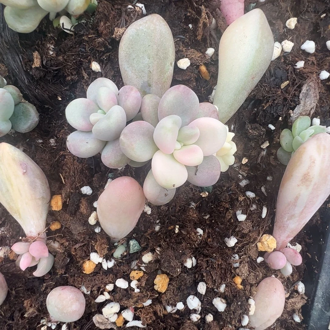 阿***乐多肉植物多肉植物