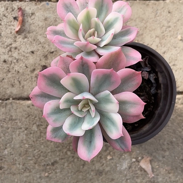 多肉锦一物一拍锦龙