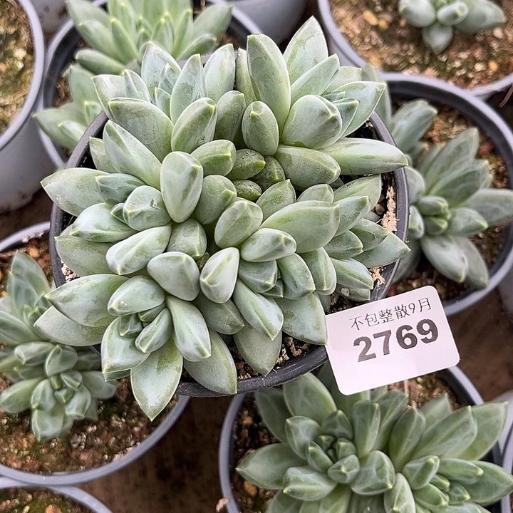 阿雅园艺。         2769