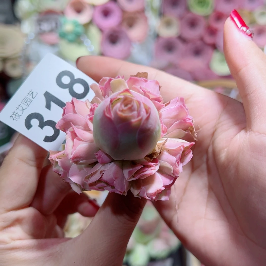 318拂苏手捧花。