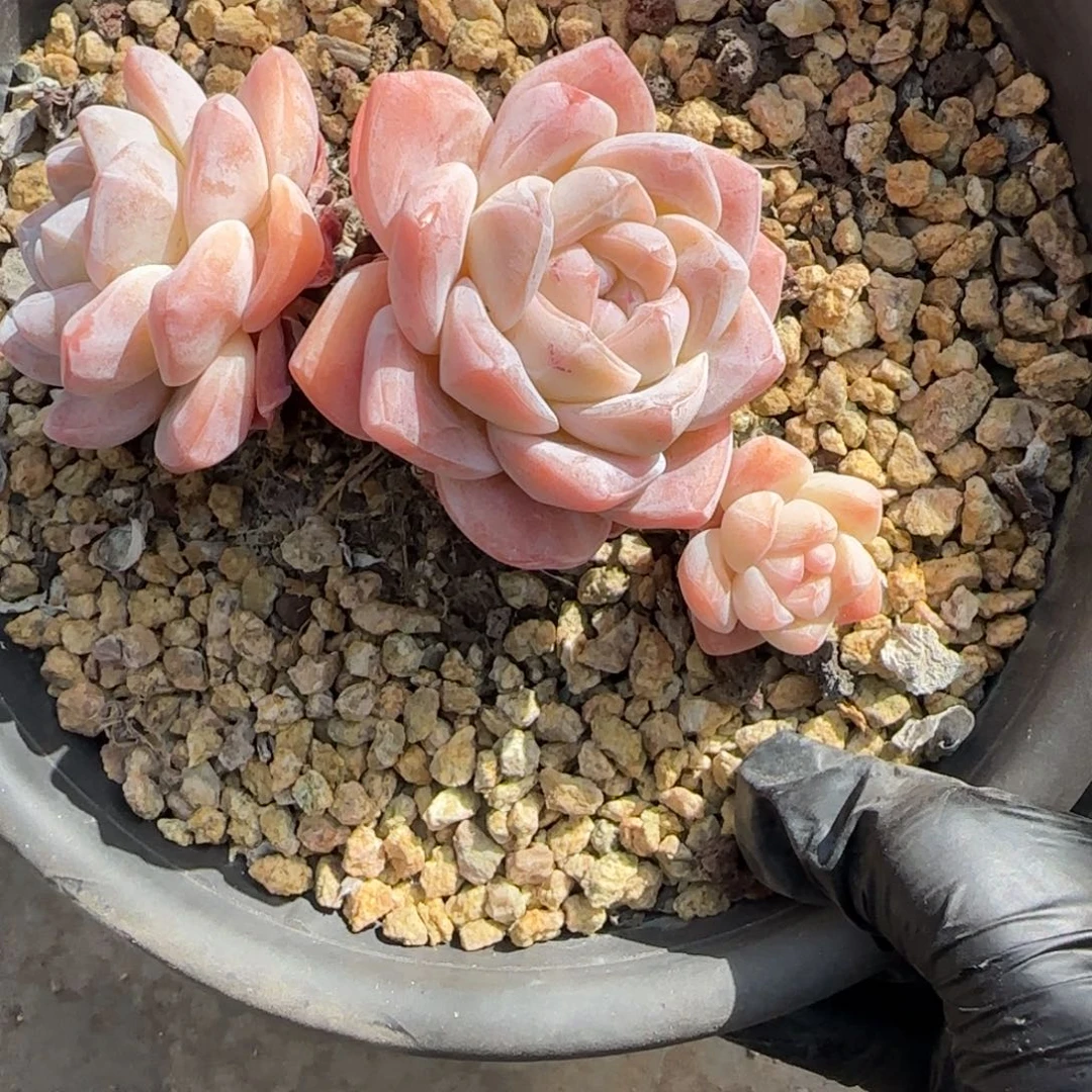 韩版冰三头一颗一颗