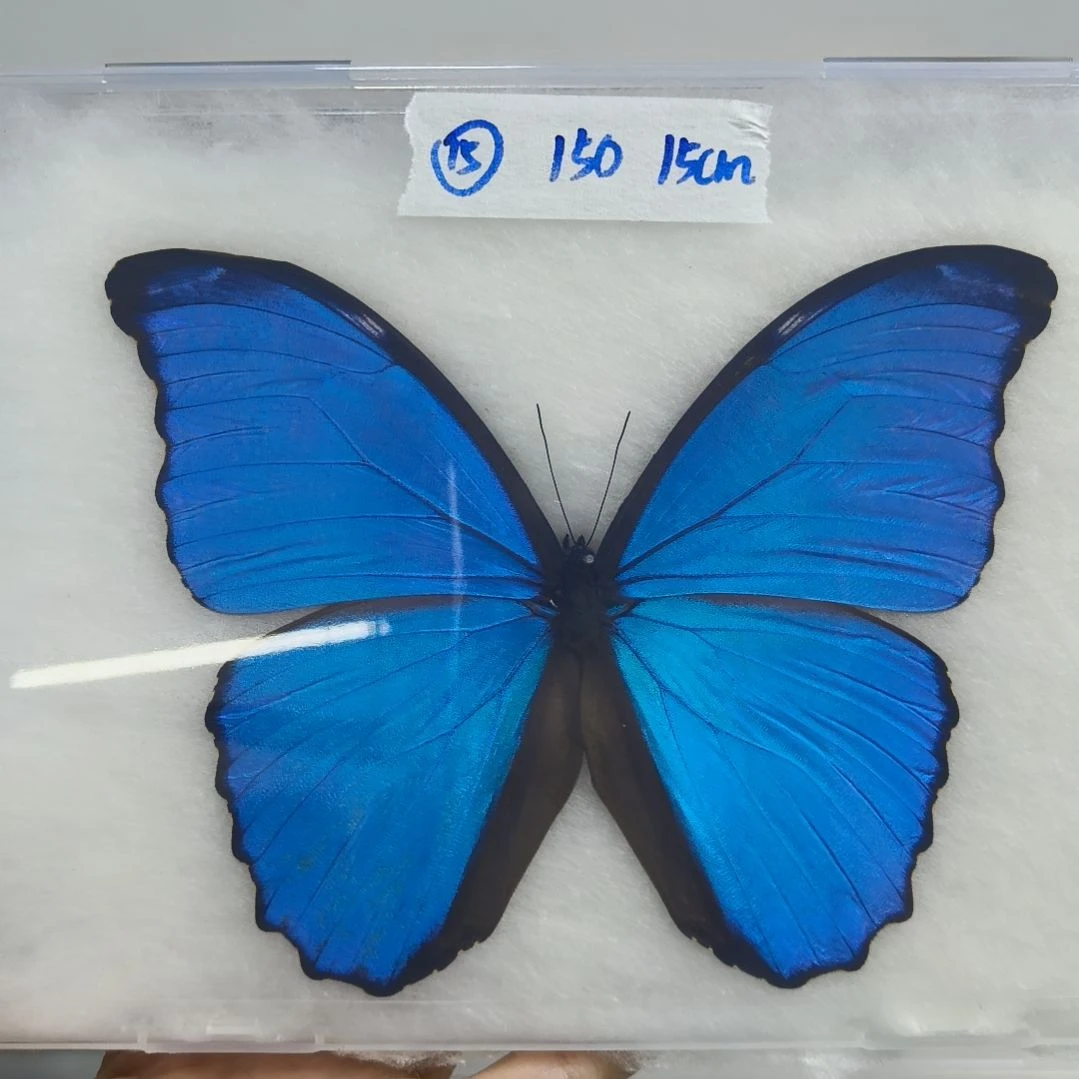 真蝴蝶标本一物一拍
