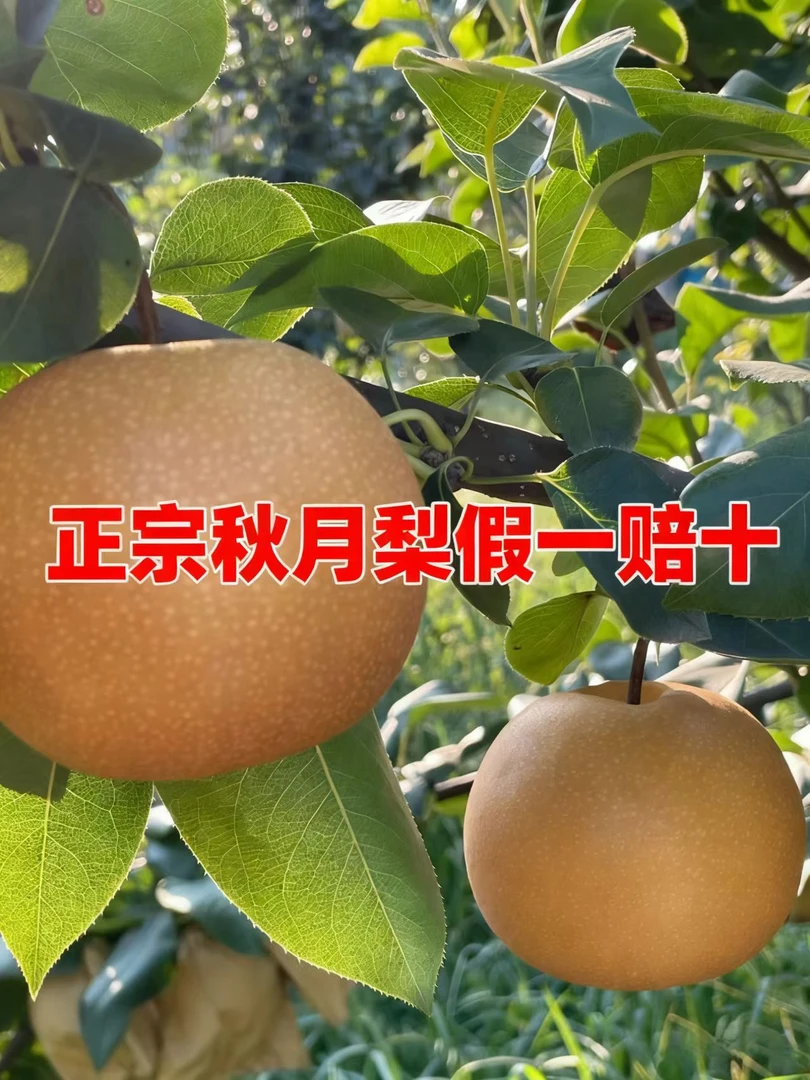 （山东正宗秋月梨）脆甜多汁细嫩化渣应季新鲜水果产地直发