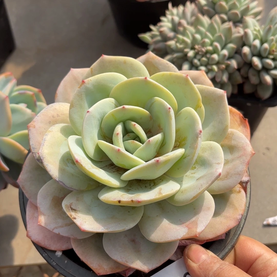 同温层多肉奶茶110