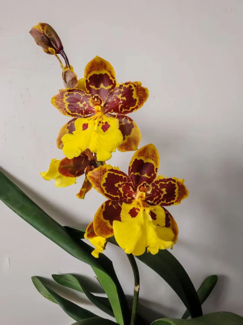 文心兰【花猫文心兰】大花型 开花漂亮 蜡质花瓣 花期长