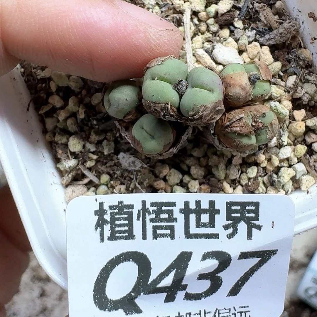 多肉植物的润泽感g