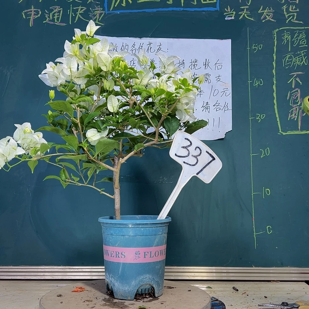 当前无花栽培后可以开花白雪公主337