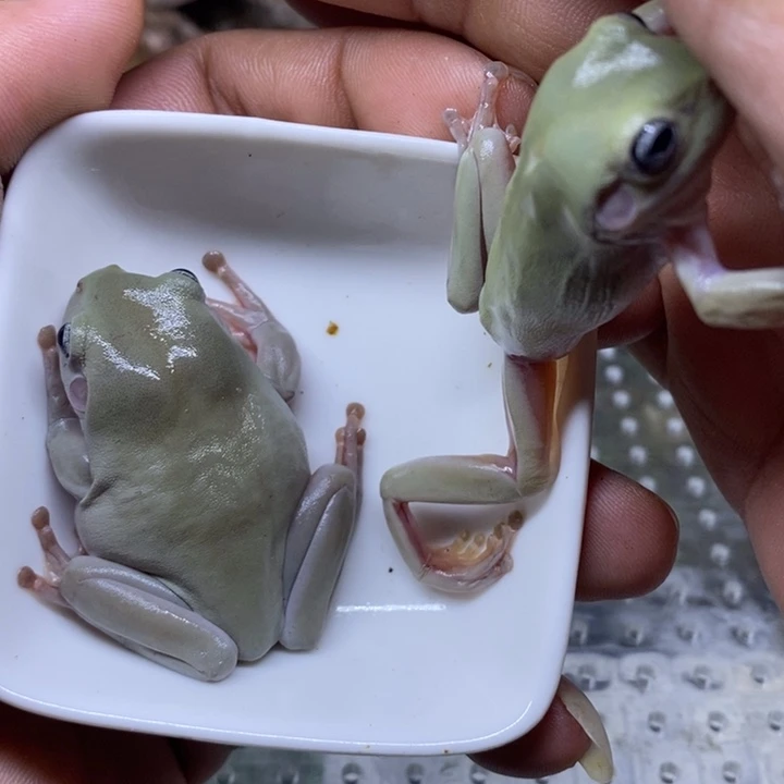 老爷树蛙素皮蓝眼2只