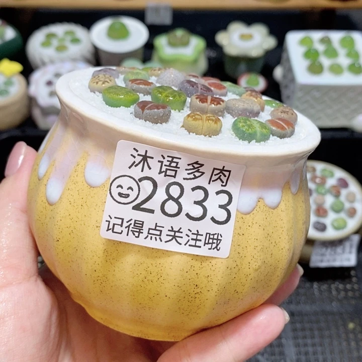 精美盆栽 一物一拍 2833