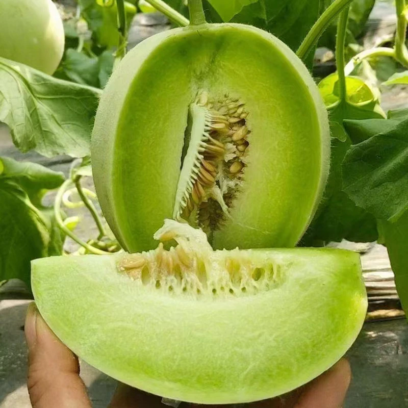 新疆翡翠蜜瓜玉菇甜瓜软糯香甜2颗装约5～6斤