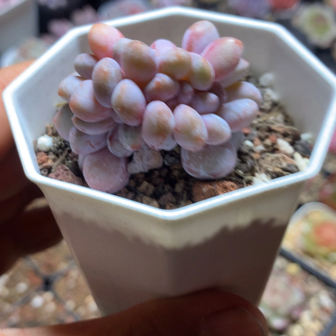 粉兔小精控一物一拍