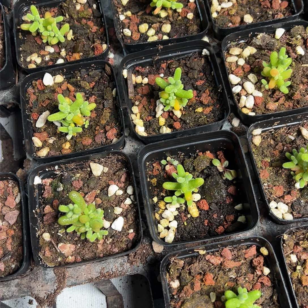 金桔福利1元精品小老桩