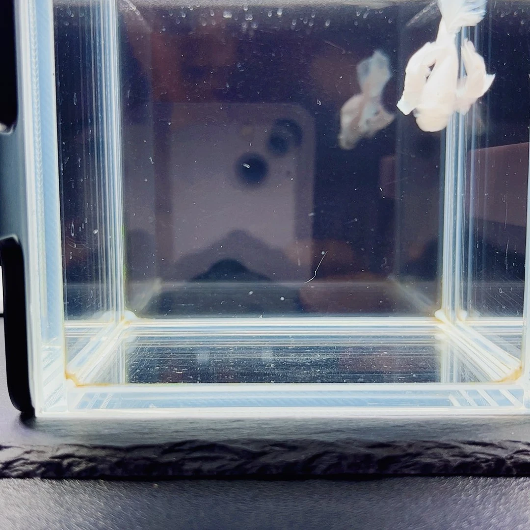 海水鱼宙斯斗鱼竞拍09-22