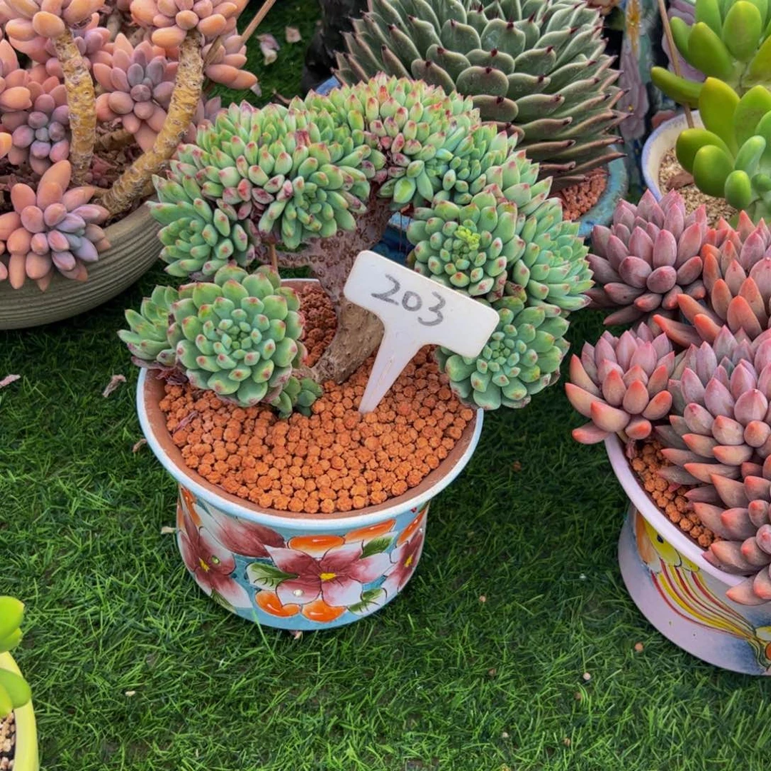叶*蓝苹果缀多肉植物